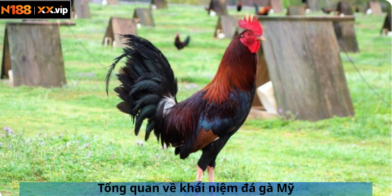 Tổng quan về khái niệm đá gà Mỹ