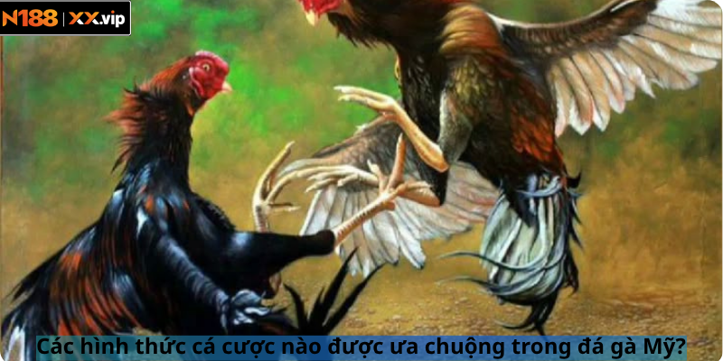 Các hình thức cá cược nào được ưa chuộng trong đá gà Mỹ?