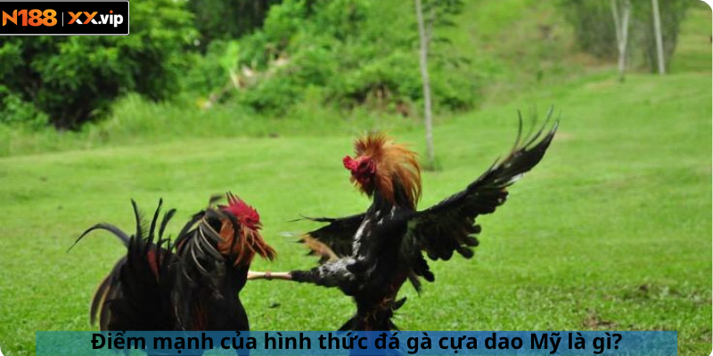 Điểm mạnh của hình thức đá gà cựa dao Mỹ là gì?