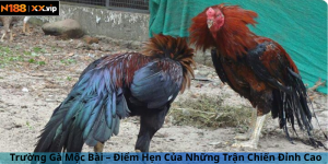 Trường Gà Mộc Bài – Điểm Hẹn Của Những Trận Chiến Đỉnh Cao