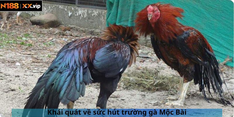 Khái quát về sức hút trường gà Mộc Bài