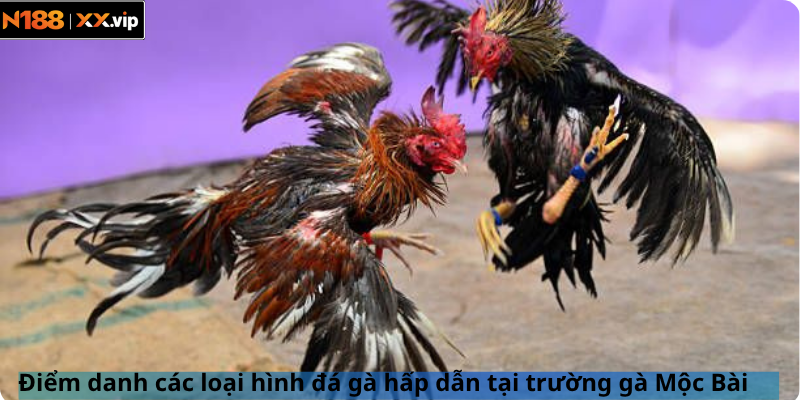 Điểm danh các loại hình đá gà hấp dẫn tại trường gà Mộc Bài