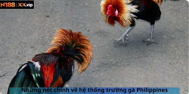 Những nét chính về hệ thống trường gà Philippines