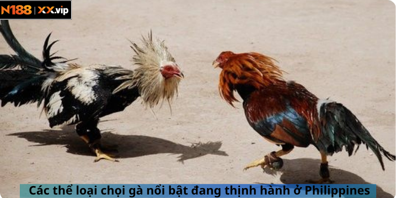 Các thể loại chọi gà nổi bật đang thịnh hành ở Philippines