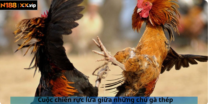 Cuộc chiến rực lửa giữa những chú gà thép